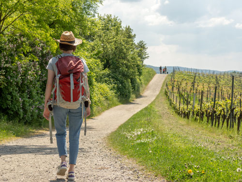 randonee-vignes-beaujolais