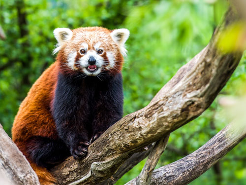 red-panda-on-a-tree-trunk-touroparc